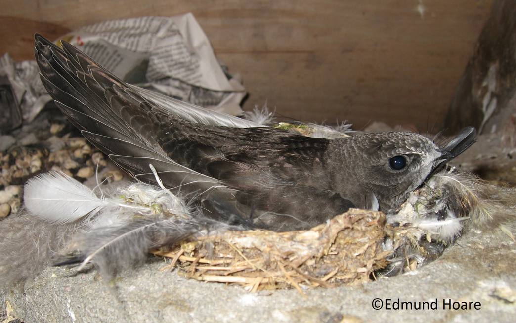Swift groups Cumbria Wildlife Trust